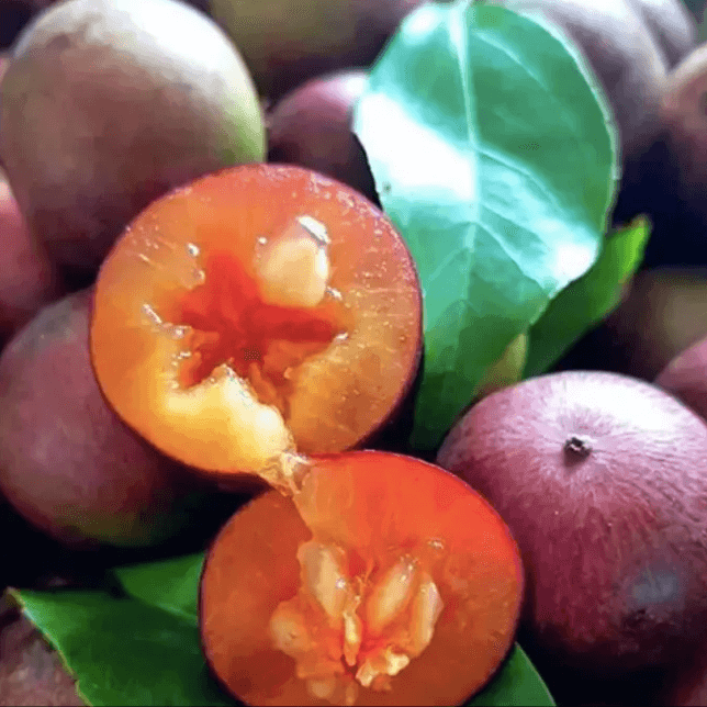 Alt Quả Bồ Quân rừng tím (1kg)
